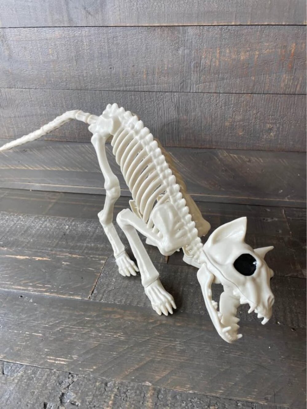 Halloween Skeleton Cat Realistic Looking Halloween Skeleton